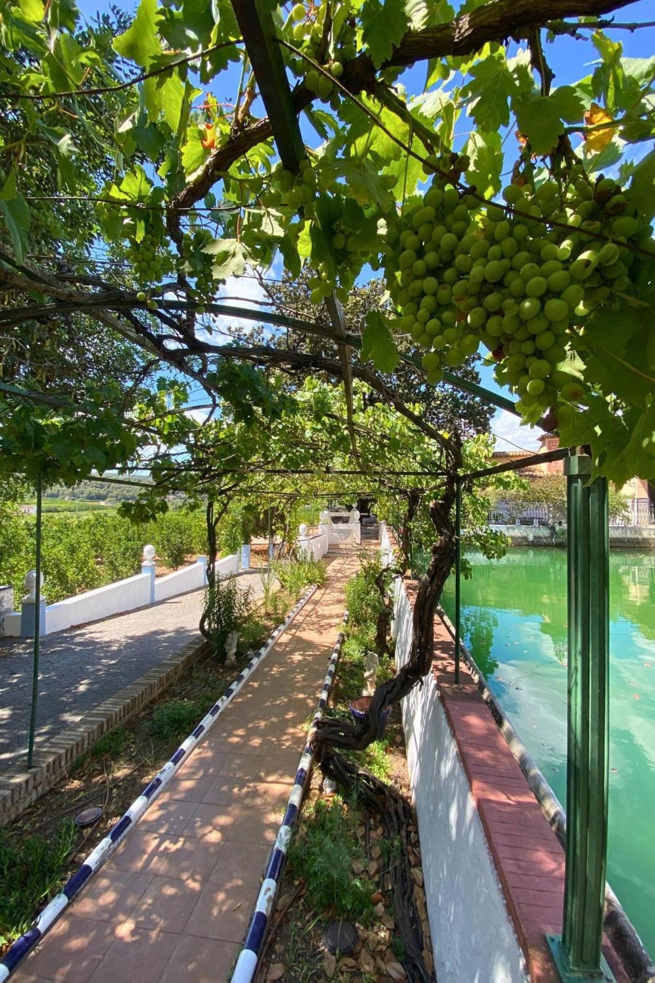Casa Magnolia, A Rural Paradise House With Pool Alzira Dış mekan fotoğraf